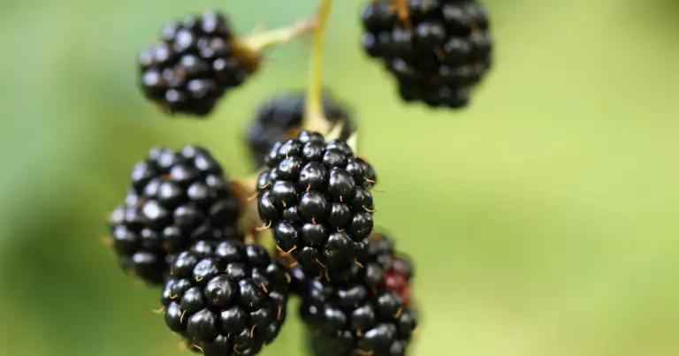 Carbs in Blackberries? Are Blackberries Keto