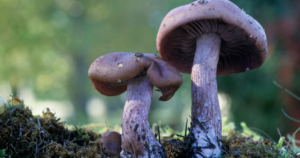Bluefoot and Blewit Mushrooms